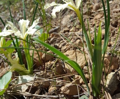 Iris chrysophylla