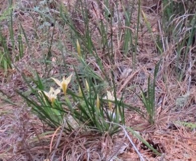 Iris fernaldii