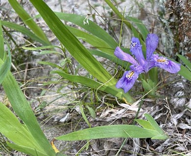 Iris lacustris