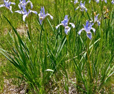 Iris missouriensis