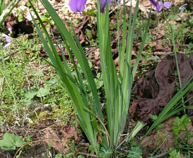 Iris tenax