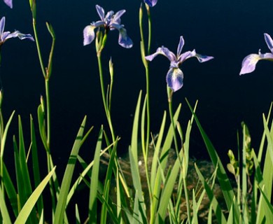 Iris versicolor