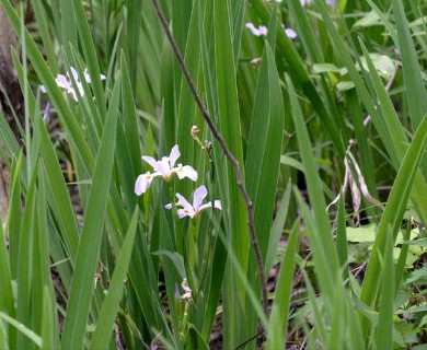 Iris virginica