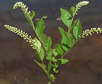 Itea virginica