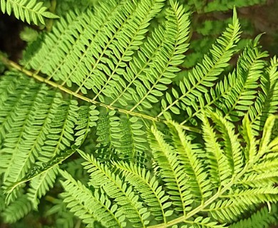 Jacaranda mimosifolia