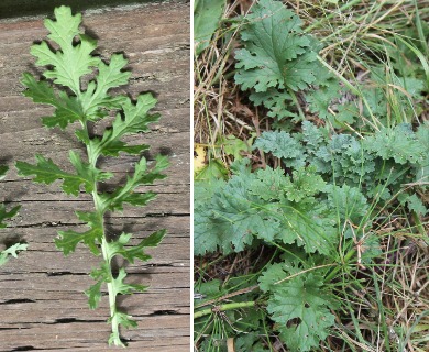 Jacobaea vulgaris