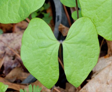 Jeffersonia diphylla