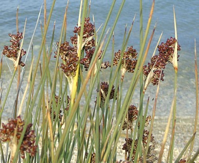 Juncus acutus