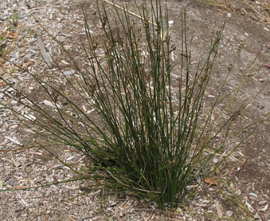 Juncus balticus