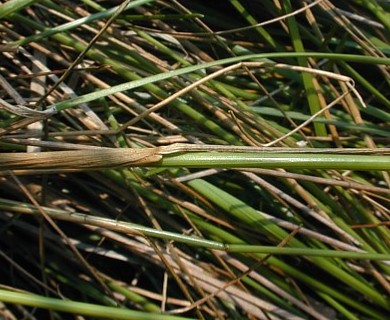 Juncus dudleyi