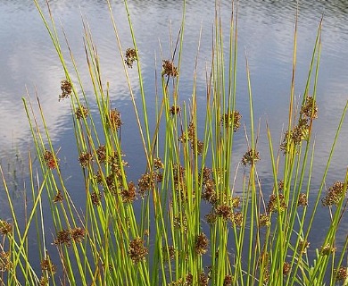 Juncus effusus