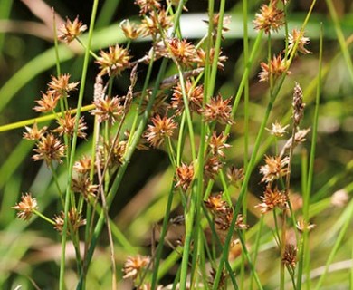 Juncus nodosus