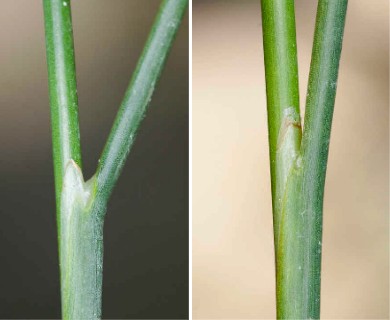 Juncus torreyi