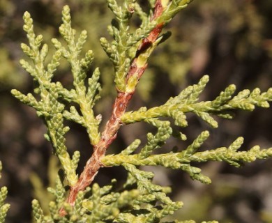 Juniperus arizonica