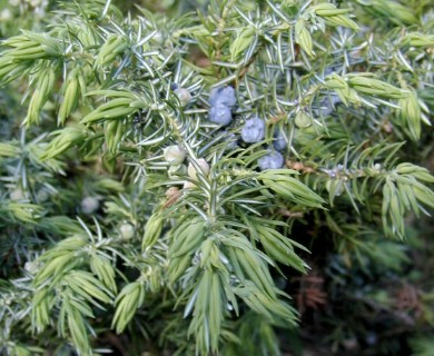 Juniperus communis