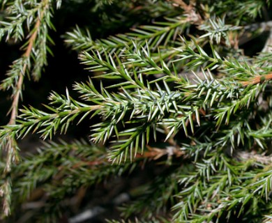 Juniperus virginiana