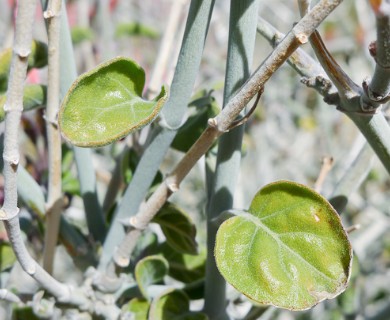 Justicia californica