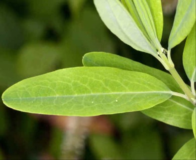 Kalmia angustifolia