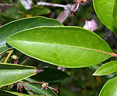 Kalmia latifolia