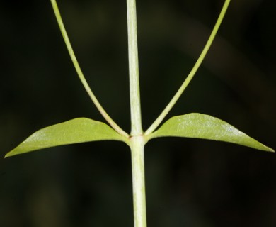 Keckiella breviflora