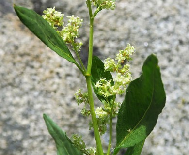 Koenigia phytolaccifolia