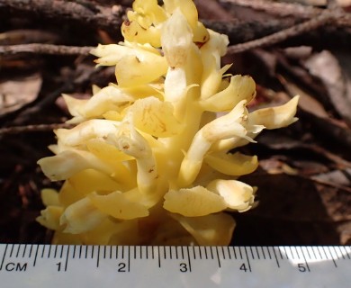 Kopsiopsis strobilacea