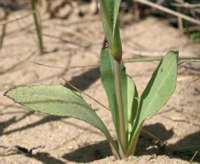 Krigia biflora