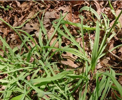 Krigia dandelion