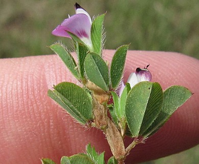 Kummerowia stipulacea