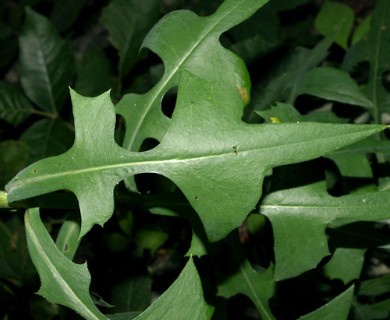 Lactuca canadensis