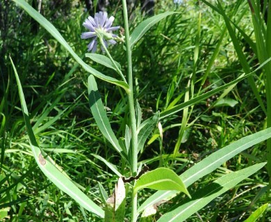 Lactuca oblongifolia