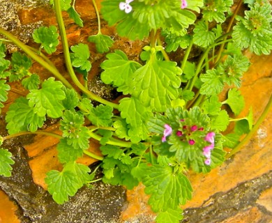 Lamium amplexicaule