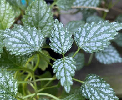 Lamium galeobdolon