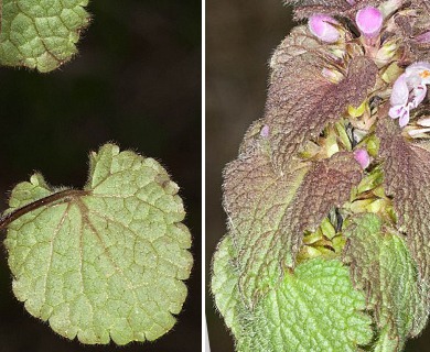 Lamium purpureum