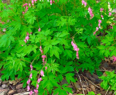 Lamprocapnos spectabilis