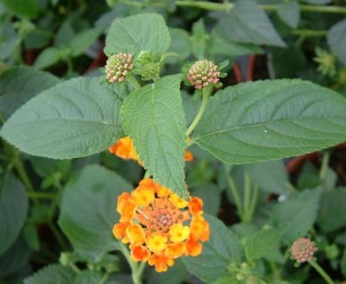 Lantana camara