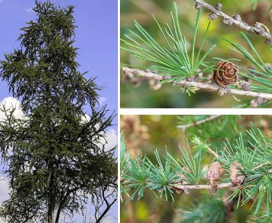 Larix laricina