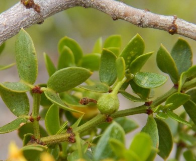 Larrea tridentata