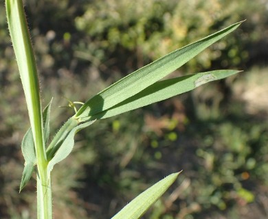 Lathyrus cicera