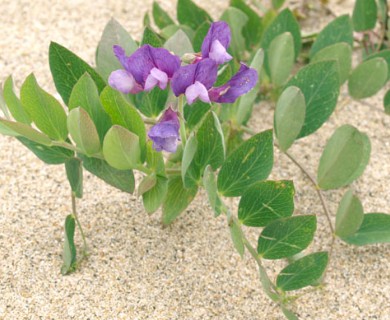 Lathyrus japonicus