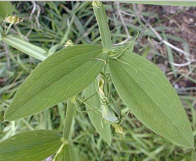 Lathyrus latifolius