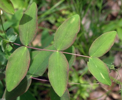 Lathyrus ochroleucus