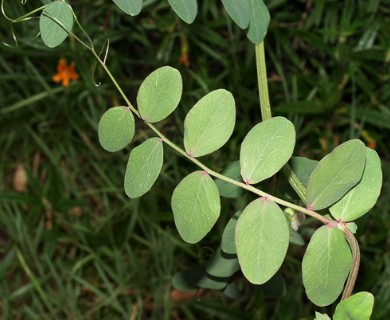 Lathyrus vestitus