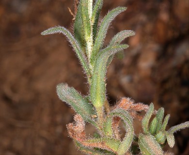 Layia platyglossa