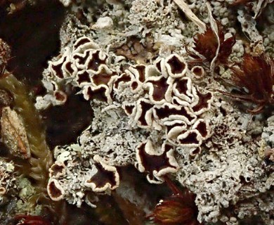 Lecanora epibryon