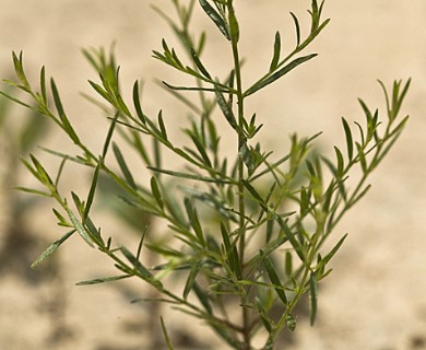 Lechea tenuifolia