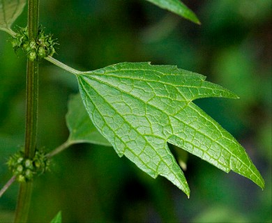 Leonurus cardiaca