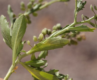 Lepidium lasiocarpum