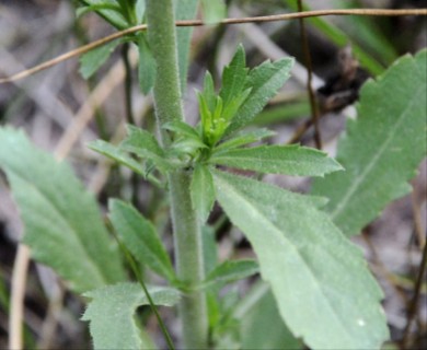 Lepidium virginicum