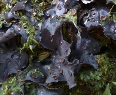 Leptogium azureum